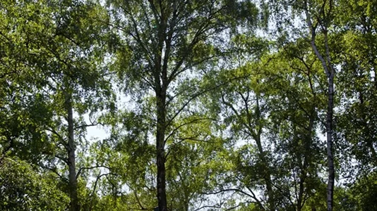 Kontorslokaler att hyra i Malmö Centrum - foto 6